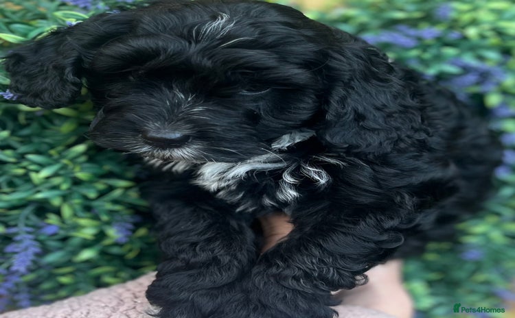 Cockapoo dogs - Advert 5