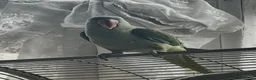 Parrots birds for sale: Alexander  - Advert 3