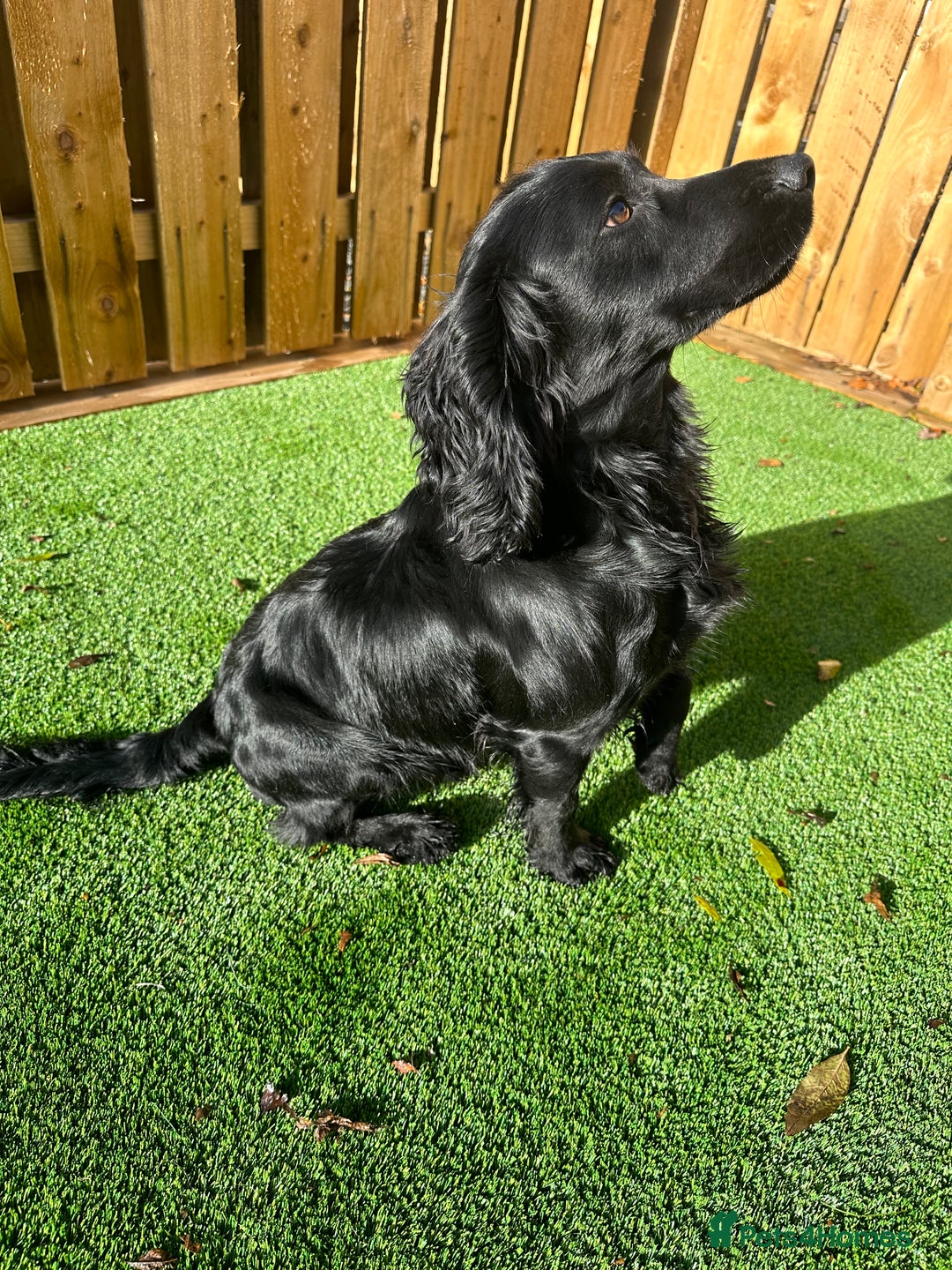 Cocker Spaniel dogs for stud: Fully Health Tested Black working cocker spaniel, in Larkhall - Advert 1