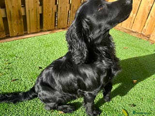 Cocker Spaniel dogs Fully Health Tested Black working cocker spaniel, in Larkhall - Advert 4