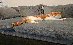 British Longhair cats for sale: Cat for sale - Image 1
