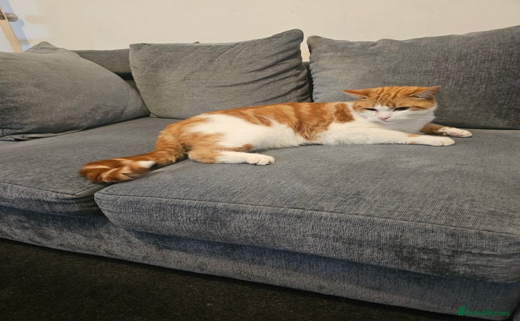 British Longhair cats - Advert 2