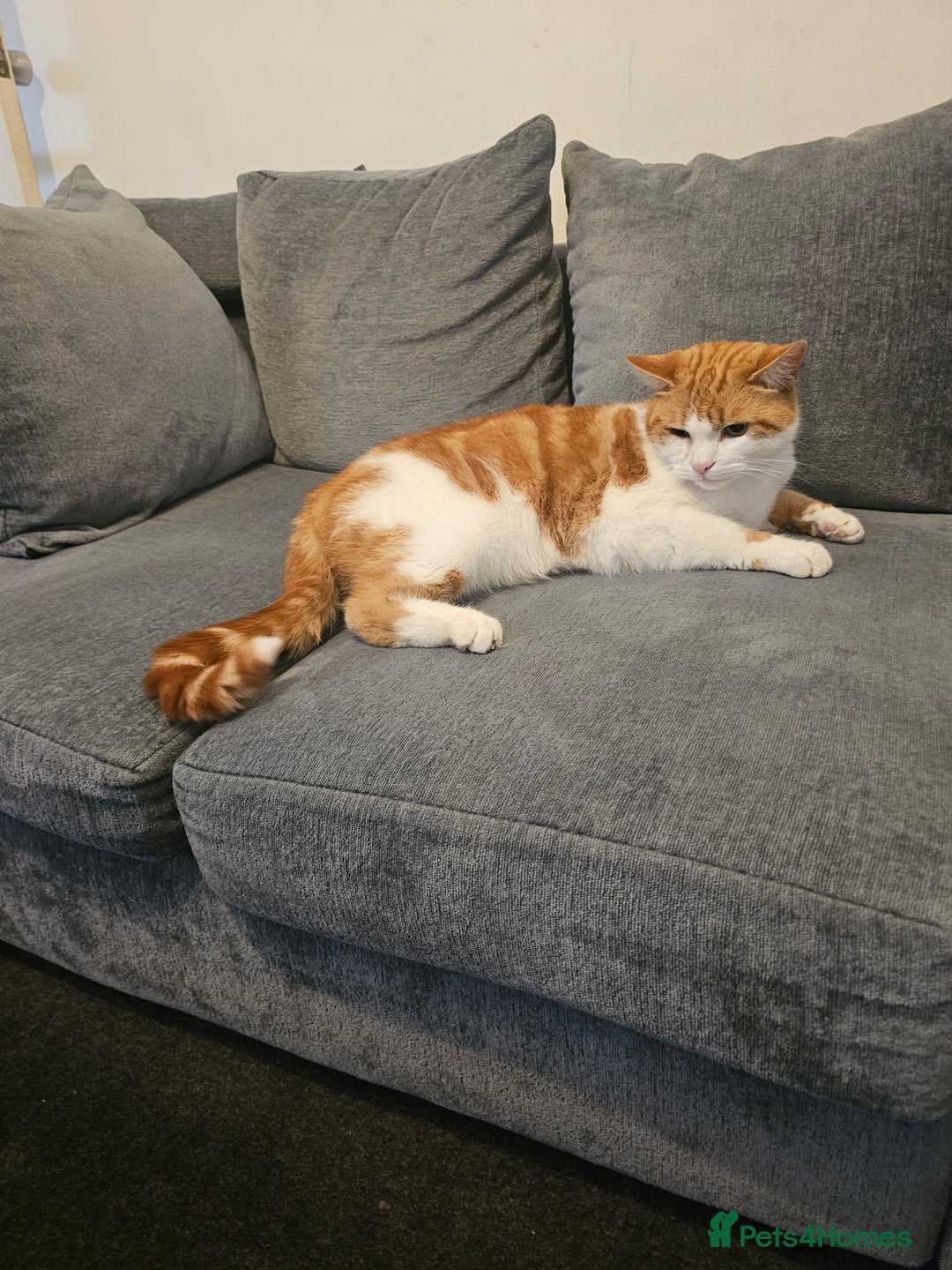 British Longhair cats for sale: Cat for sale - Image 1