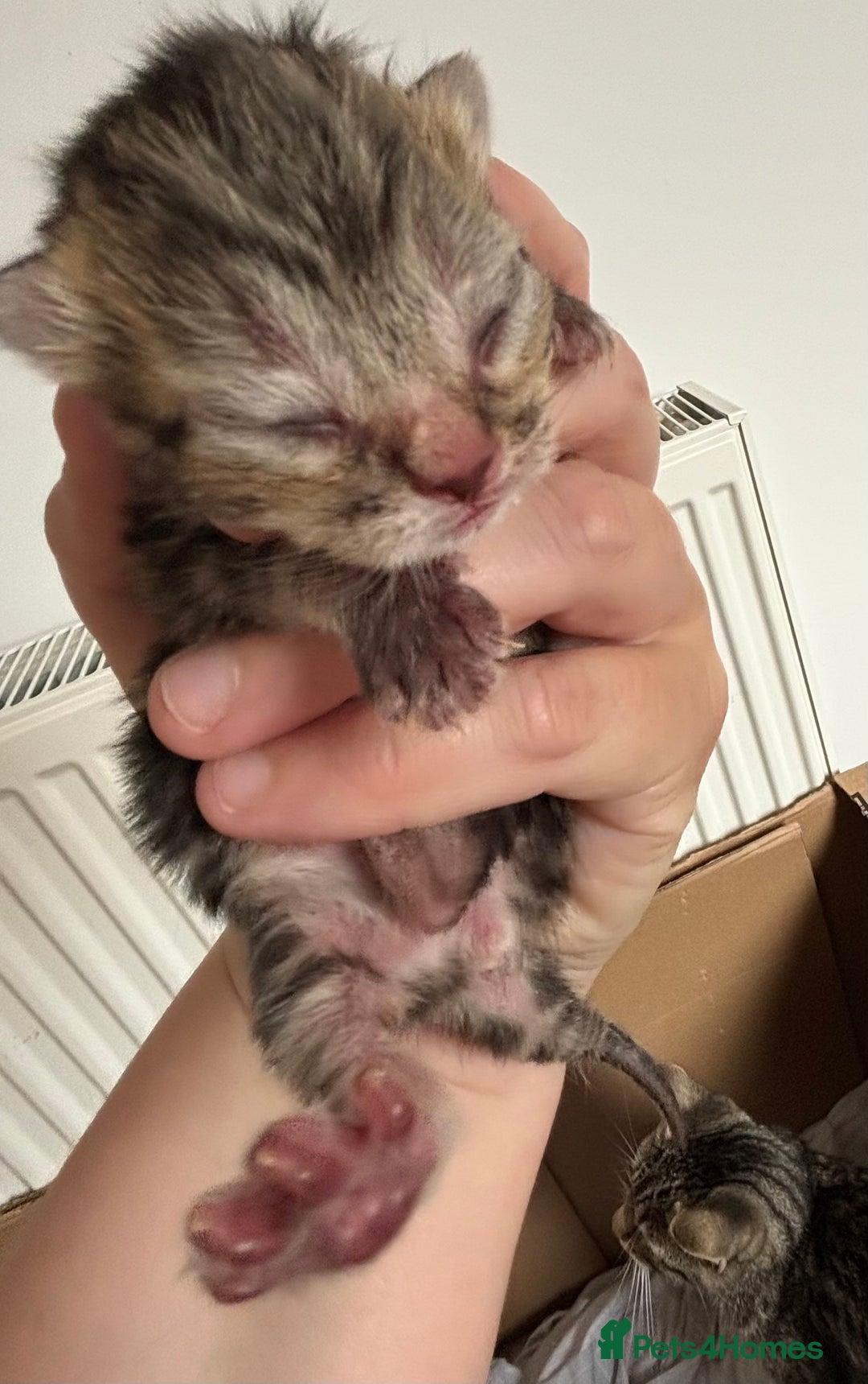 Domestic Shorthair cats for sale: Kitten in need of forever home - Image 5