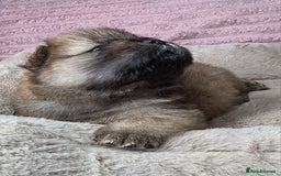 Chow Chow dogs for sale: Last Puppy – Rare Blue Chow Chow Girl🐾 - Image 12