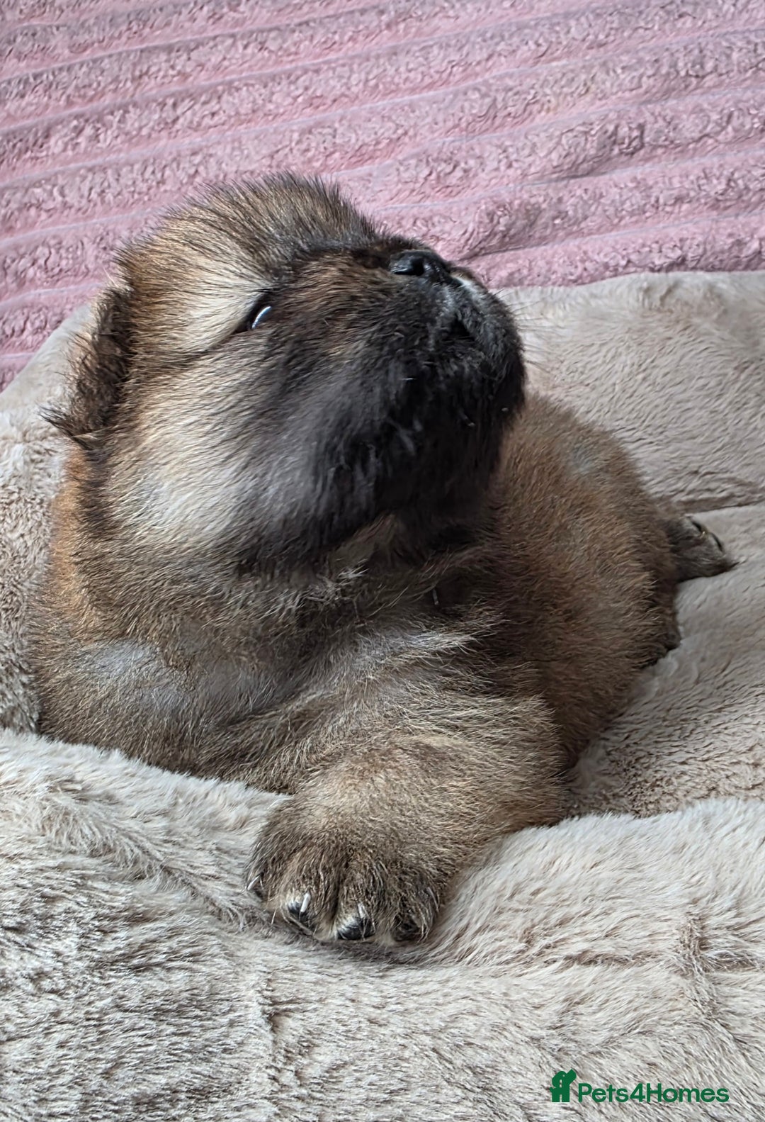Chow Chow dogs for sale: Last Puppy – Rare Blue Chow Chow Girl🐾 - Image 12