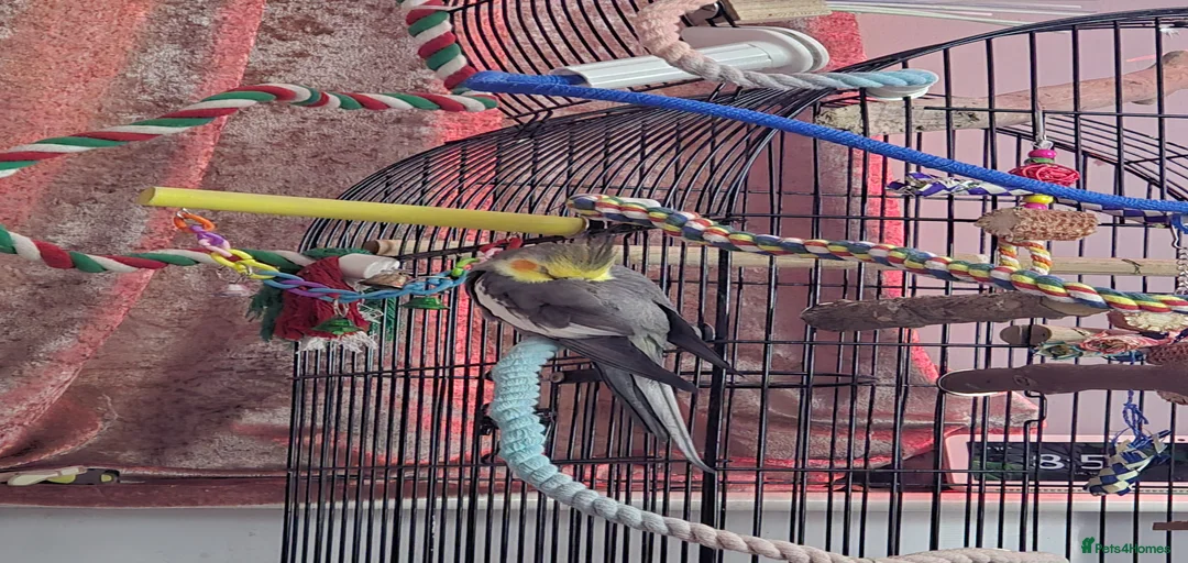 Gallery Image {{count}}