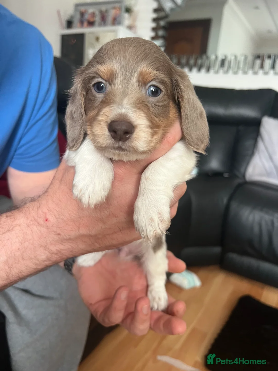 Dachshund dogs for sale: 3 kc Miniature daschunds Puppys  - Advert 1