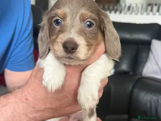 Dachshund dogs kc Miniature daschunds Puppys - Advert 2