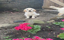 Golden Retriever dogs for sale: Beautiful litter of golden retriever puppies - Image 3