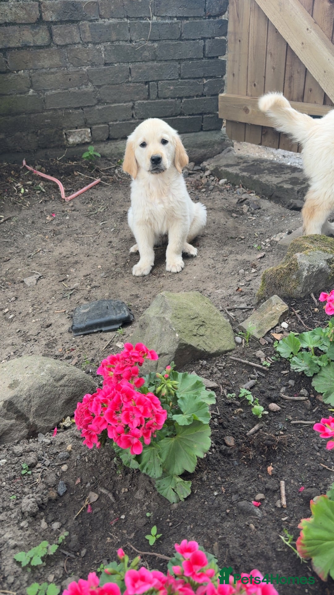 Golden Retriever dogs for sale: Beautiful litter of golden retriever puppies - Image 3