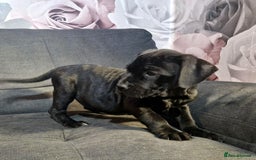 Mixed Breed dogs for sale: READY TO LEAVE NOW chunky mastiff puppies - Image 4