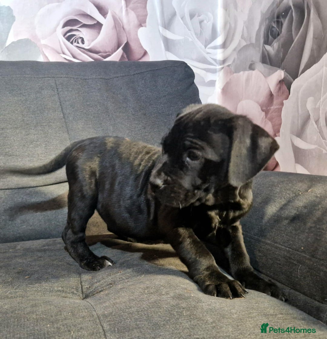 Mixed Breed dogs for sale: READY TO LEAVE NOW chunky mastiff puppies - Image 4