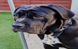 Cane Corso dogs for sale: Most loving cane corso puppy - Image 3