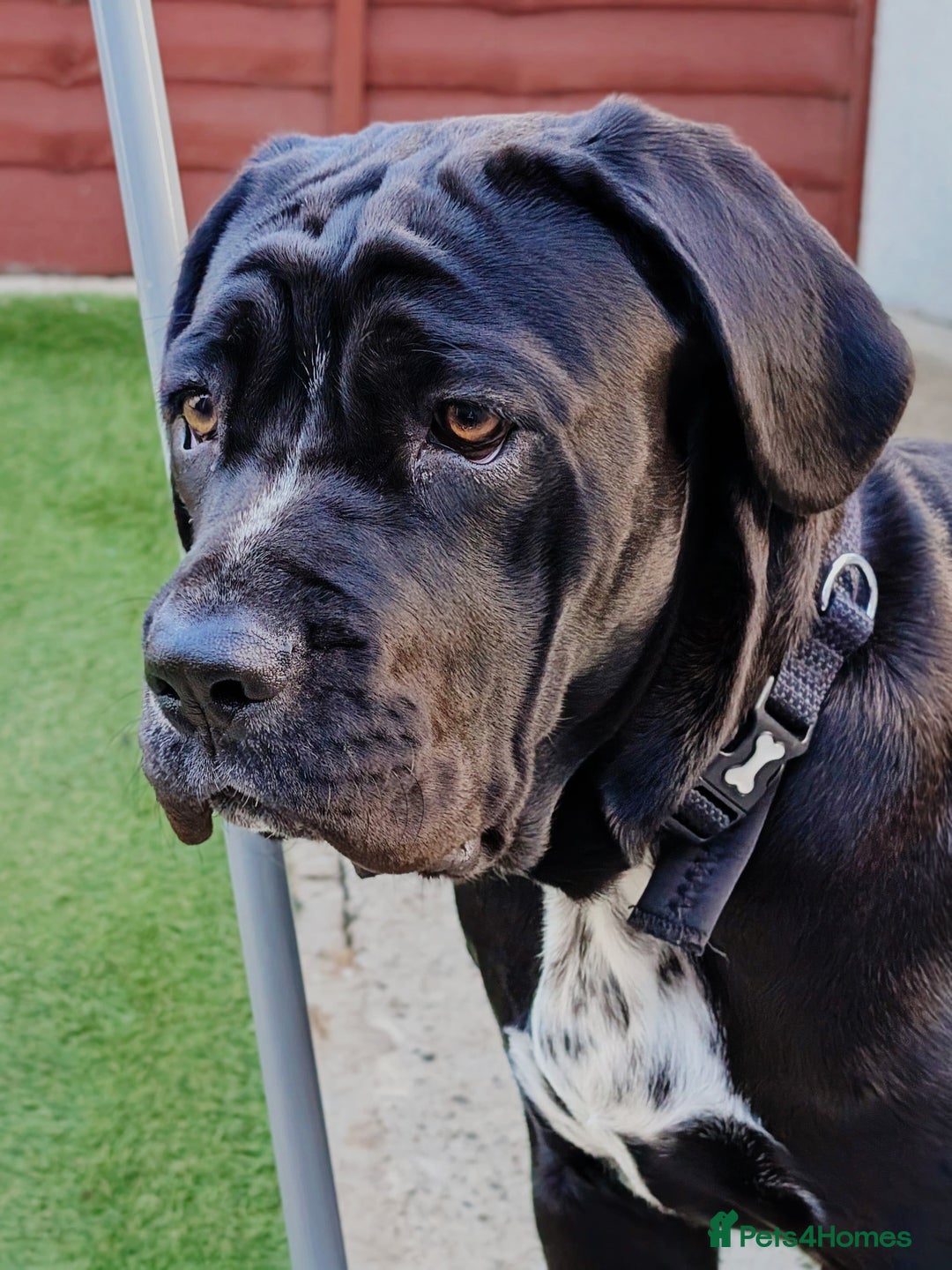 Cane Corso dogs for sale: Most loving cane corso puppy - Image 3