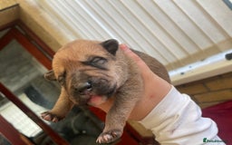 Mixed Breed dogs for sale: Malkita puppies 4 boys  - Image 2