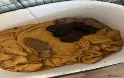 Dachshund dogs for sale: Stunning Chocolate & Cream puppies  - Image 13