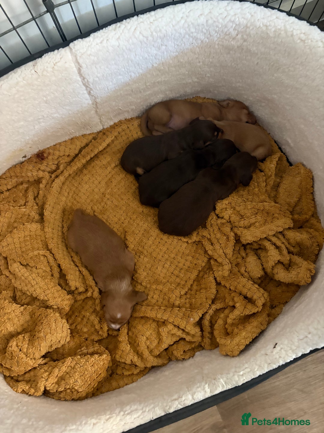 Dachshund dogs for sale: Stunning Chocolate & Cream puppies  - Image 13
