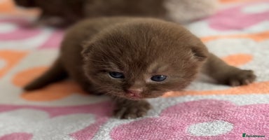British Shorthair cats - Advert 3