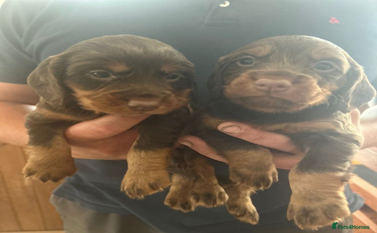 Cocker Spaniel dogs - Advert 4