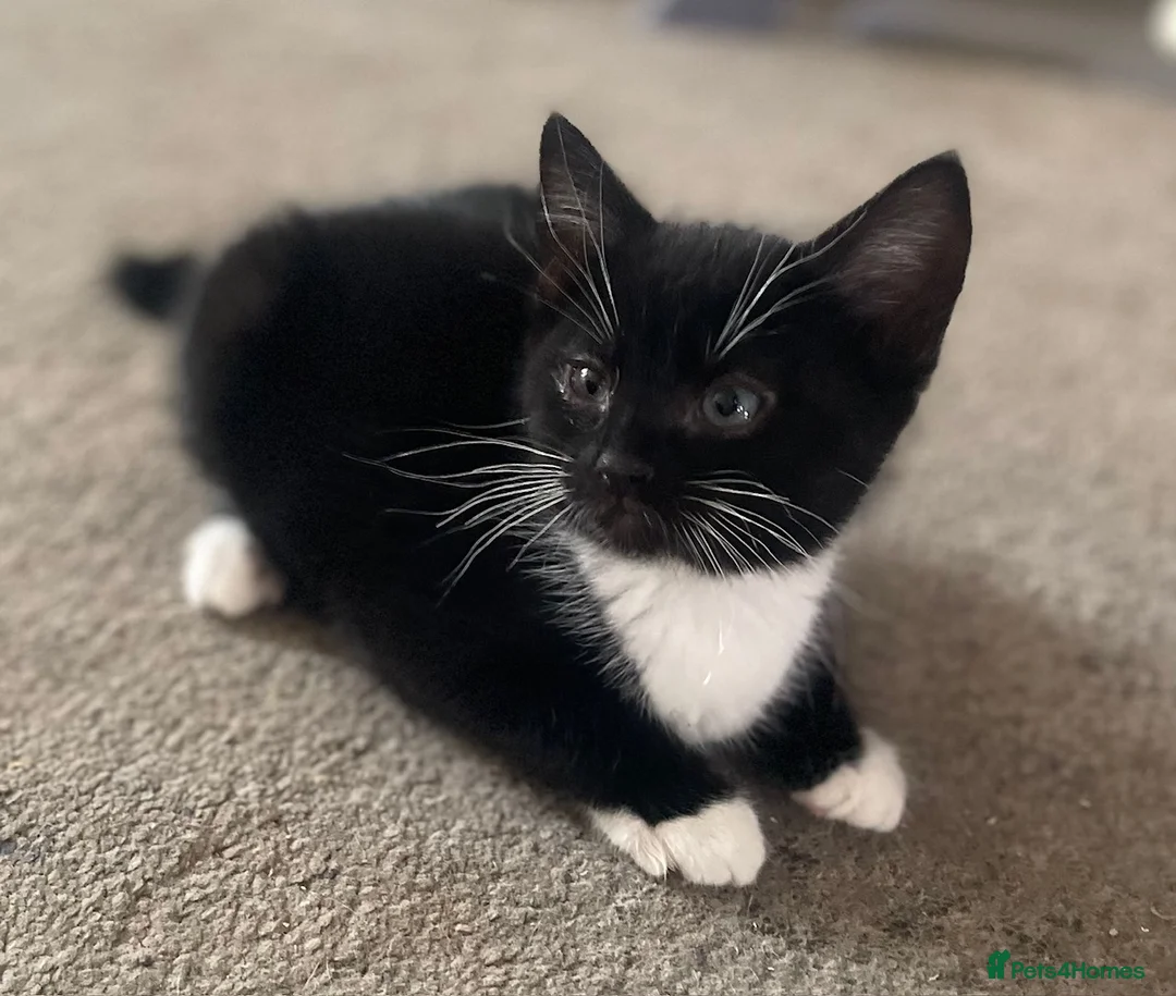 Mixed Breed cats for sale: 6 Adorable Kittens ready for loving homes! in Sheffield - Advert 2