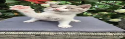 British Shorthair cats for sale: Olny 1 boy left ready now  - Advert 7