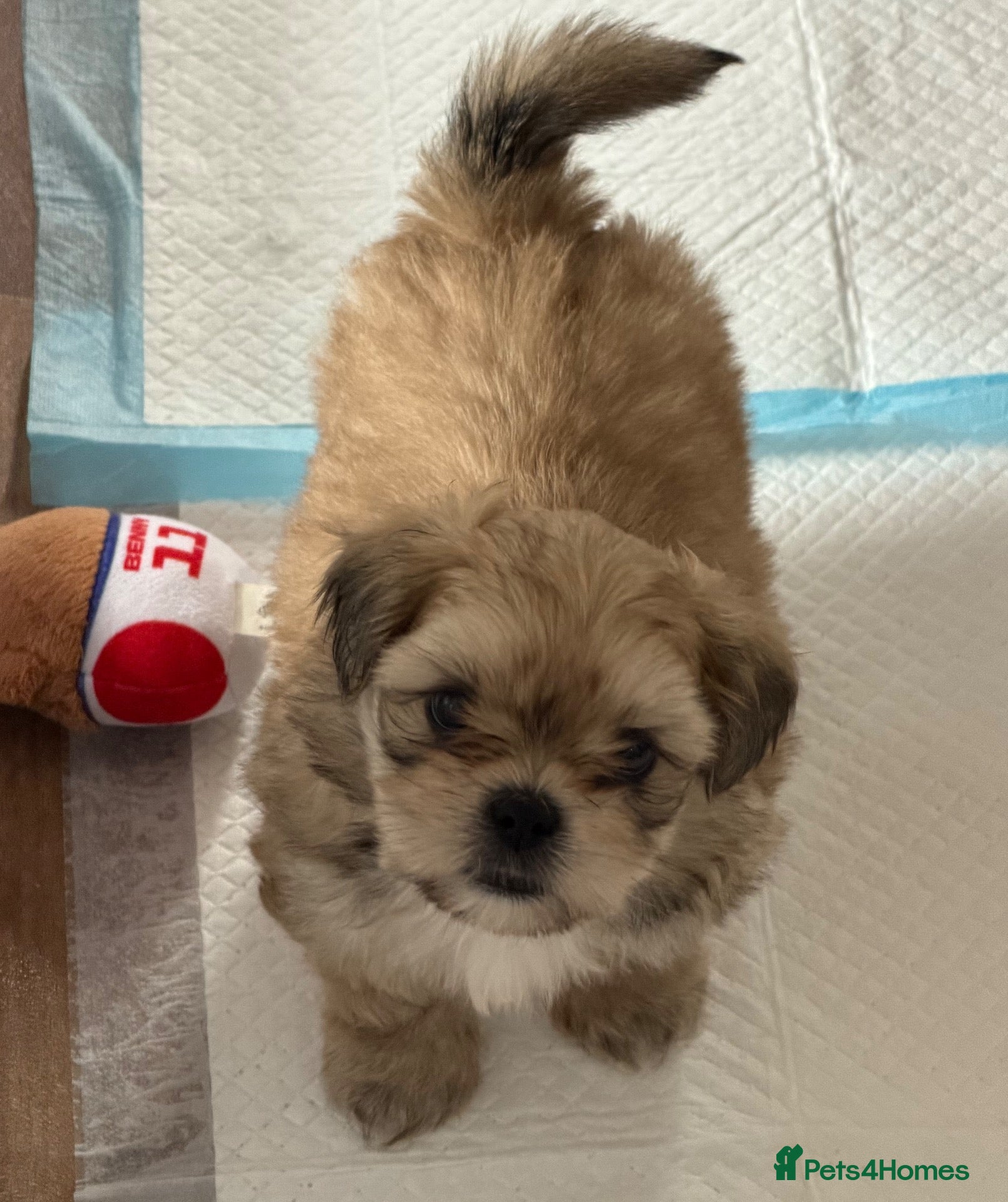 Shih Tzu dogs 4 Gorgeous boy imperial Shih Tzu  - Advert 2