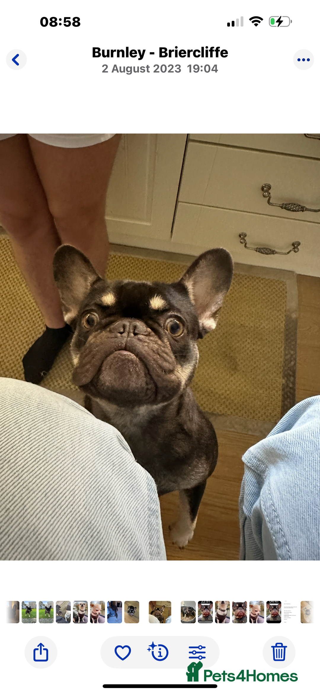 French Bulldog dogs for sale: Loving Home Needed for My French Bulldog  - Advert 4