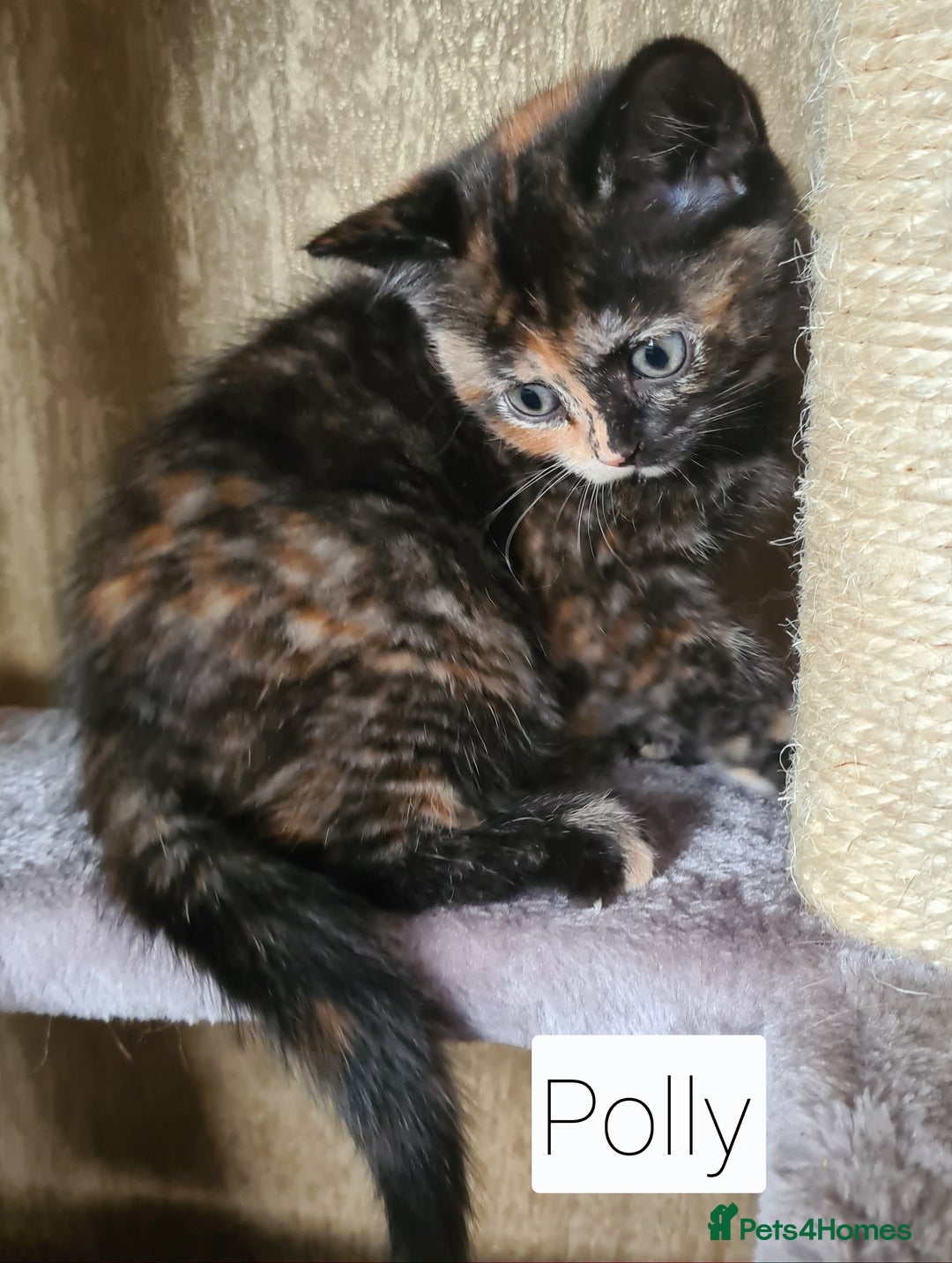 British Shorthair cats for sale: Beautiful British shorthair kittens - Image 10