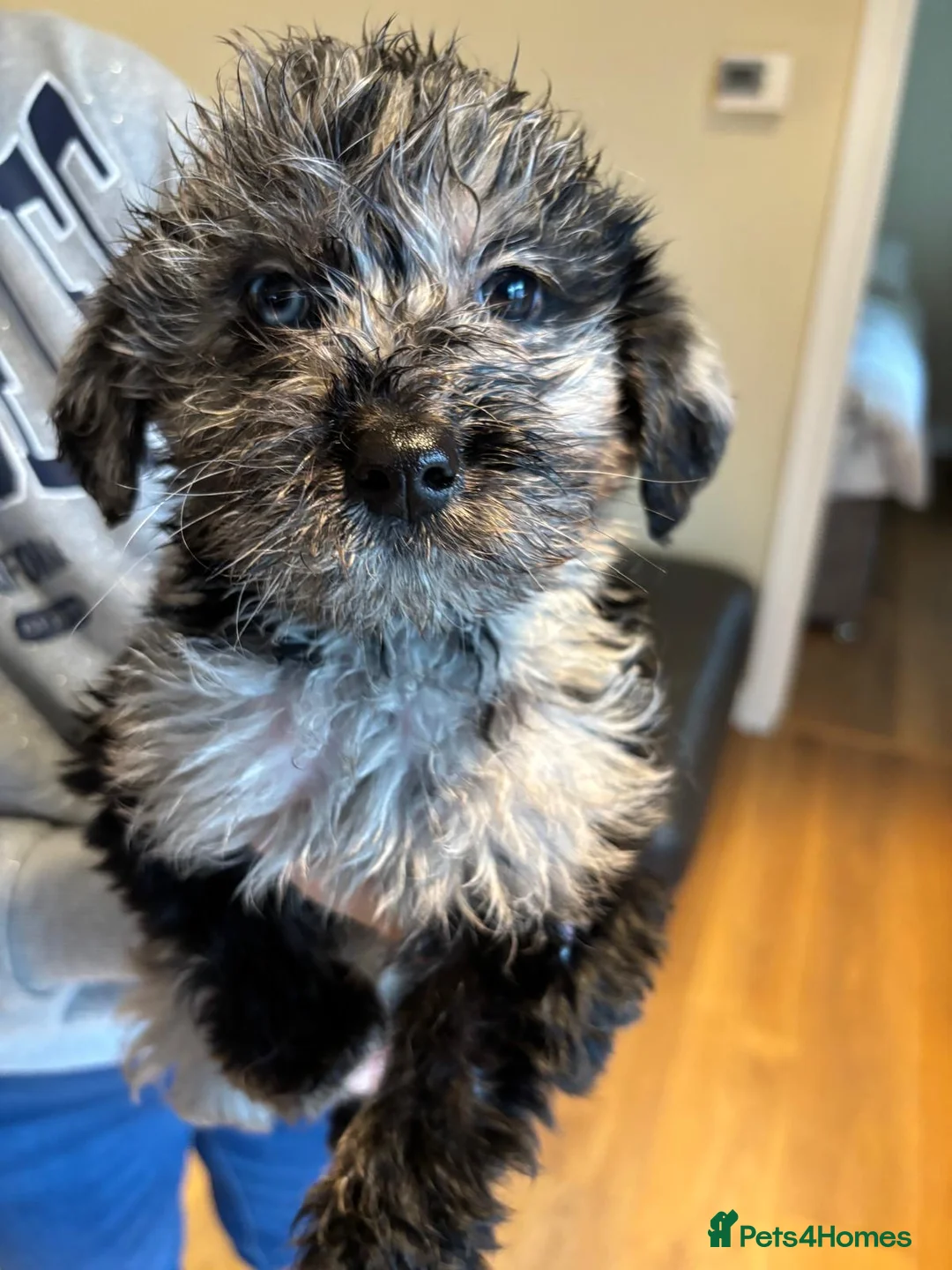 Labradoodle dogs for sale: Stunning Merle labradoodle puppies!!! - Advert 5