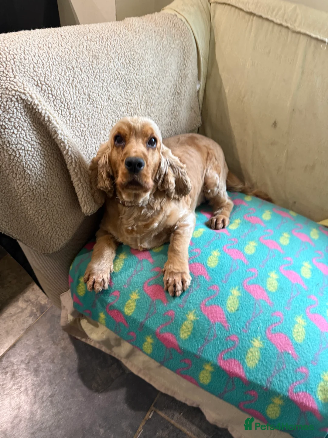 Cocker Spaniel dogs for sale: Sad sale lovely family pet golden cocker  in Sleaford - Advert 1