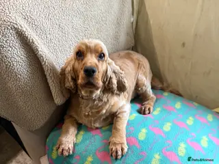Cocker Spaniel dogs Sad sale lovely family pet golden cocker in Sleaford - Advert 1