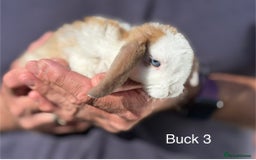 Mini Lop rabbits for sale: Gorgeous Pure Mini Plush Lops - Image 11