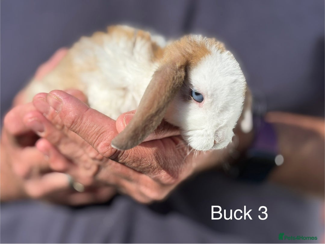 Mini Lop rabbits for sale: Gorgeous Pure Mini Plush Lops - Image 11