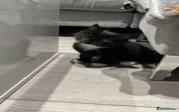 Mixed Breed cats for sale: Kitten  - Image 4