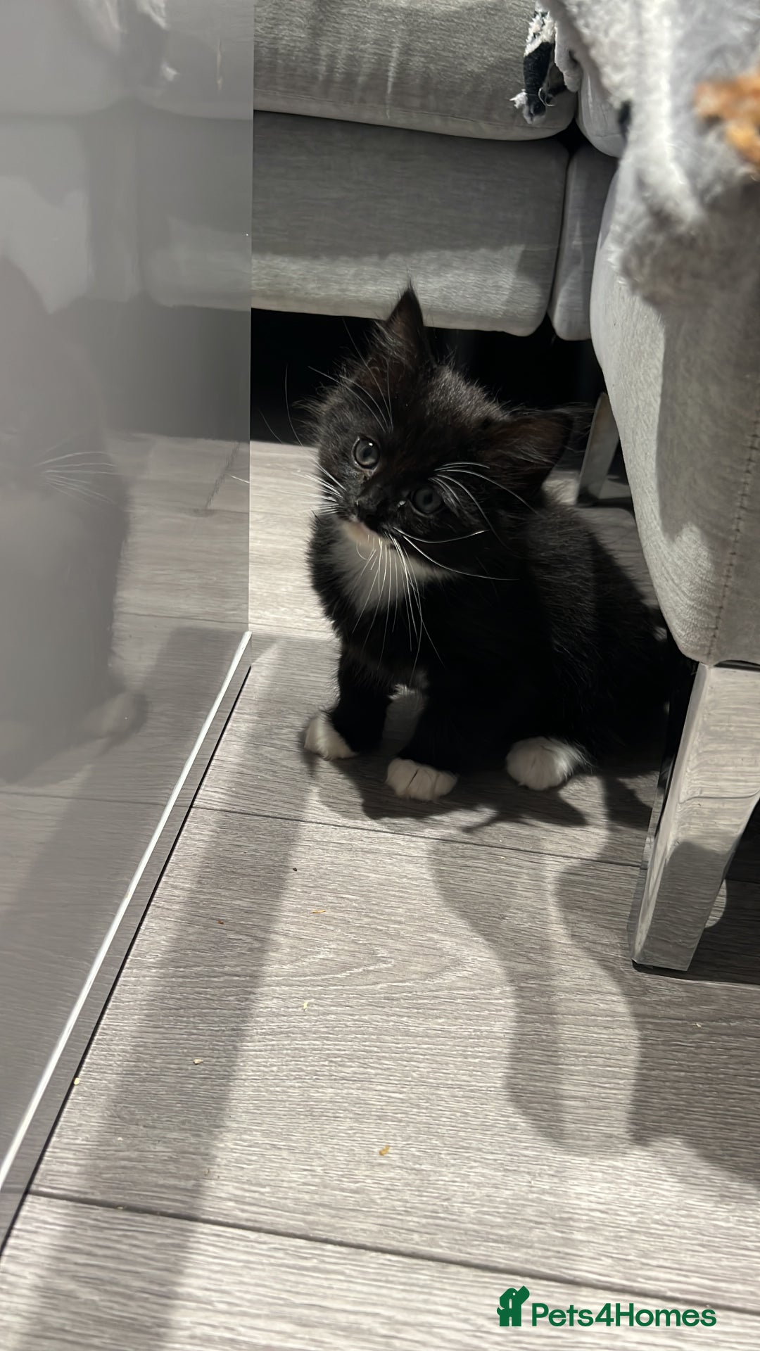 Mixed Breed cats for sale: Kitten  - Image 4
