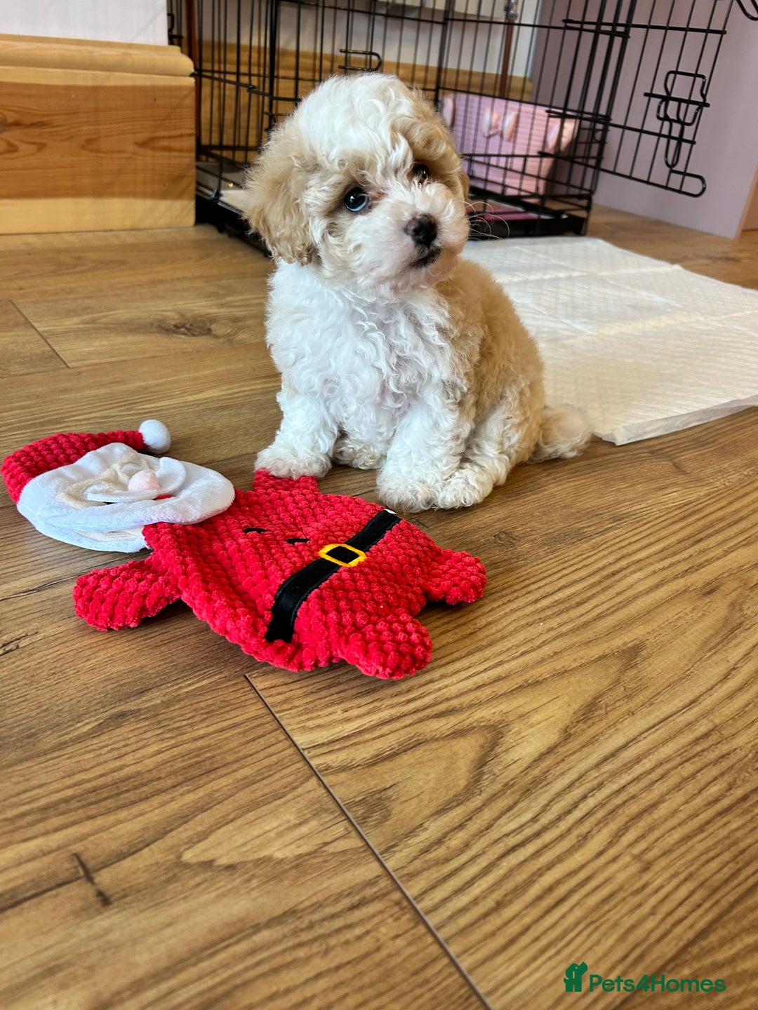 Maltipoo dogs for sale: Maltipoo puppy girl - Advert 6