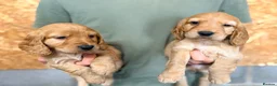 Cocker Spaniel dogs for sale: KC registered working cocker spaniel puppies  - Advert 7