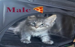 Maine Coon cats for sale: Beautiful pedigree maine coons, open to offers - Image 14