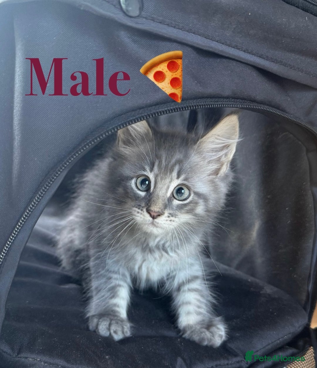 Maine Coon cats for sale: Beautiful pedigree maine coons, open to offers - Image 14