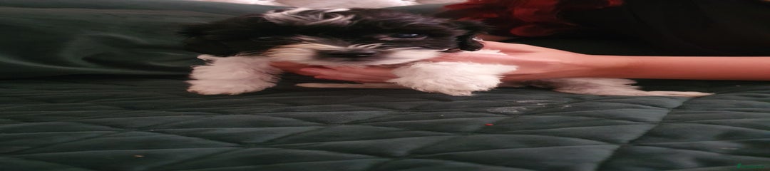 Shihpoo Puppy 3