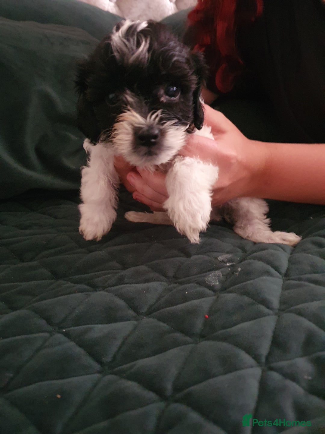 Shihpoo dogs for sale: Outstanding f1 toy shihpoos - Image 6