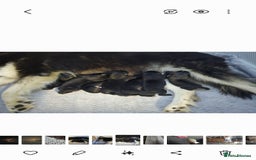 Mixed Breed dogs for sale: German sheprador - Image 6