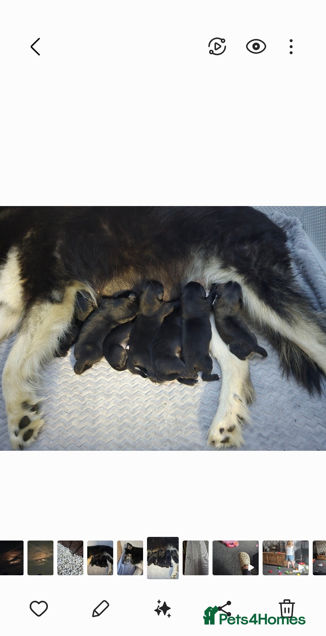 Mixed Breed dogs for sale: German sheprador - Image 6