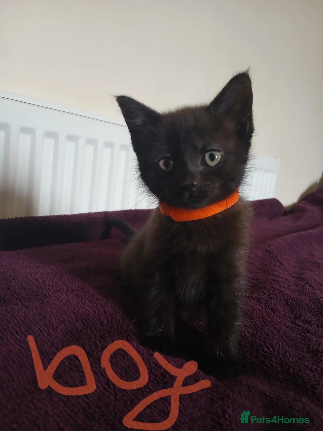 Mixed Breed cats for sale: Black fluffy babies 🖤🐈‍⬛️ - Advert 15