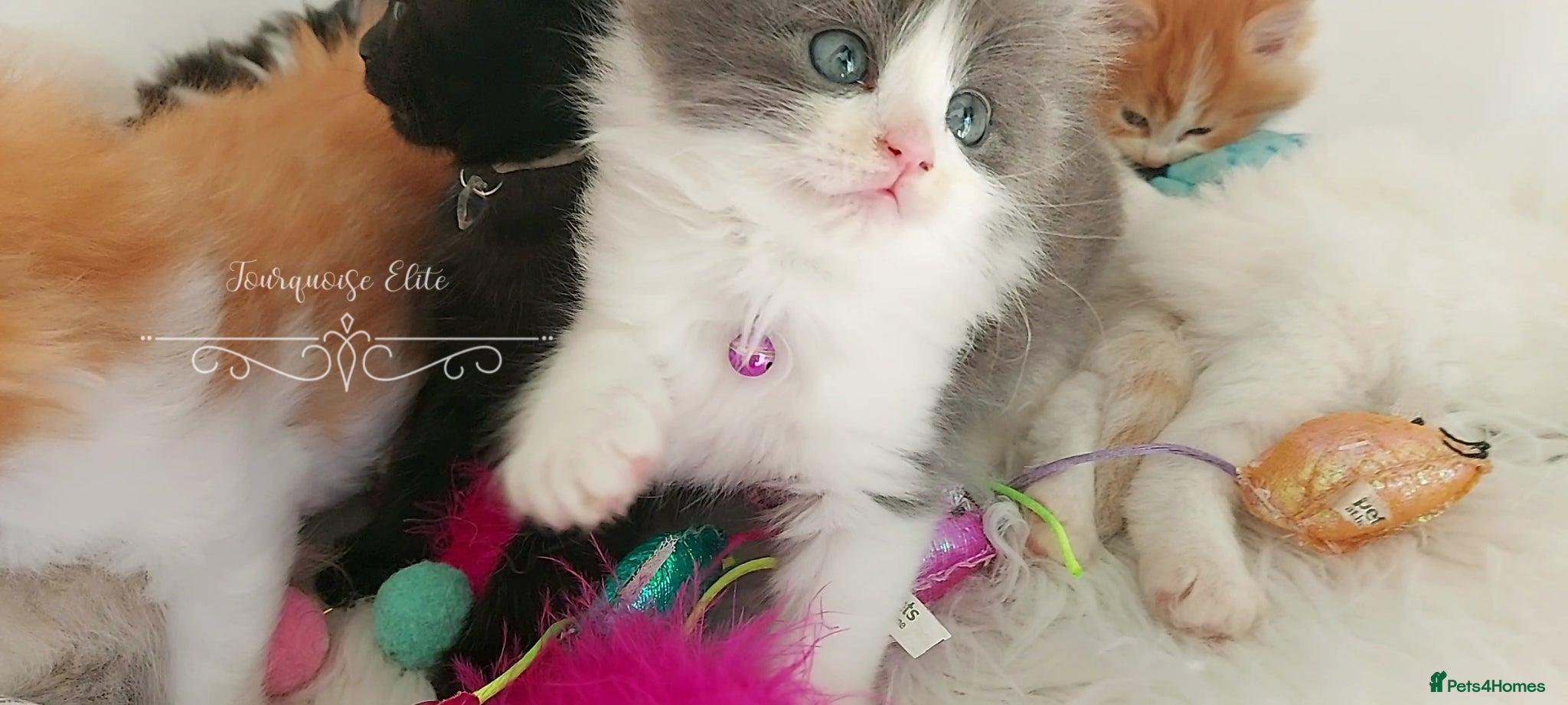 Ragdoll cats £Negotiable Beautiful cross Ragdoll/Persian😻😻😻 - Advert 2