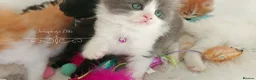 Ragdoll cats for sale: £Negotiable Beautiful cross Ragdoll/Persian😻😻😻 - Advert 18