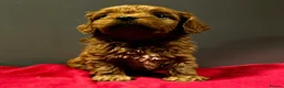 Cavapoo dogs for sale: Beautiful Red Cavapoo Miniature Puppies  - Advert 3