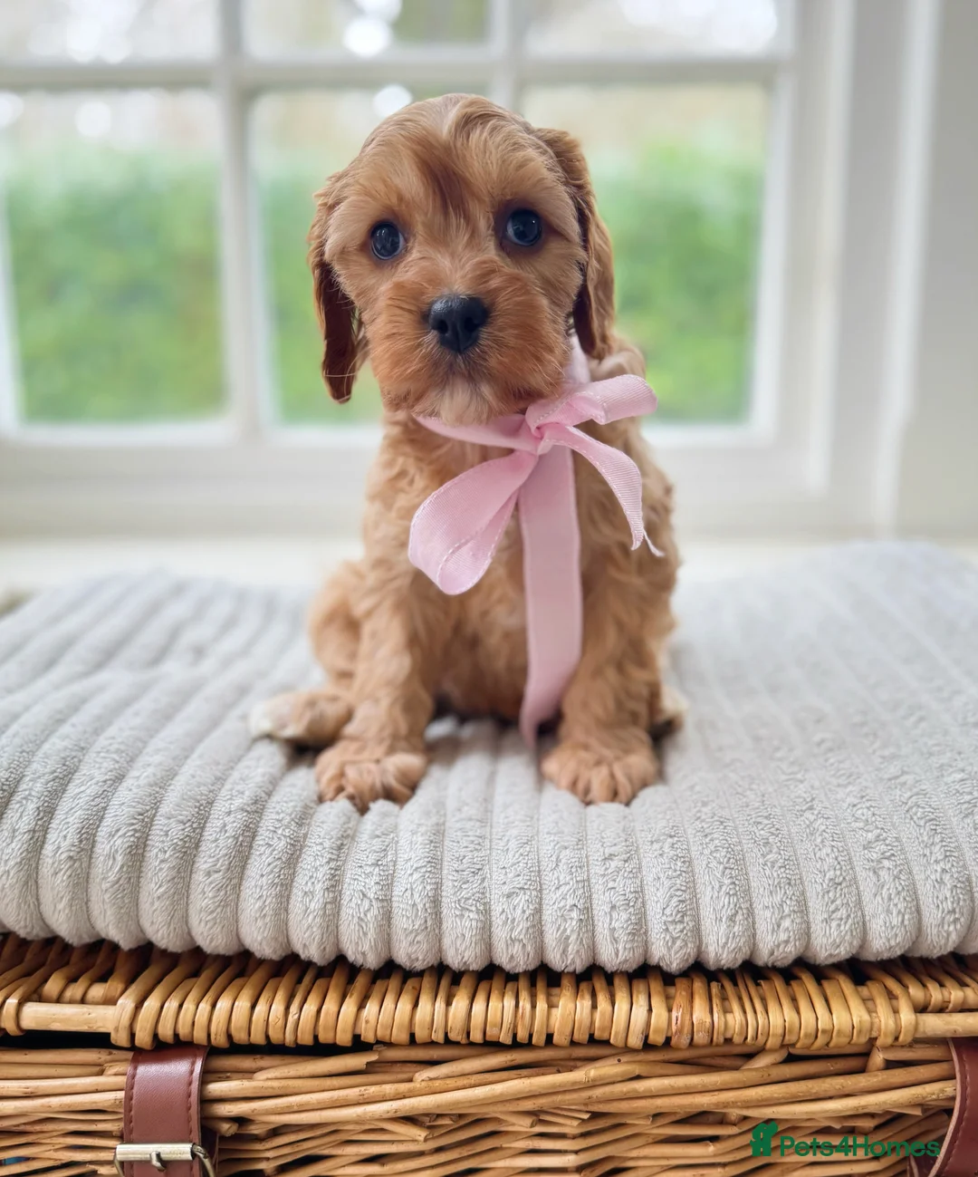 Cavapoo dogs for sale: Stunning F2 cavapoo health tested - Advert 6
