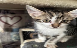 Mixed Breed cats for sale: 8 weeks old ! Last one ! £40 - Image 3
